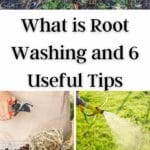 What is Root Washing and 6 Useful Tips