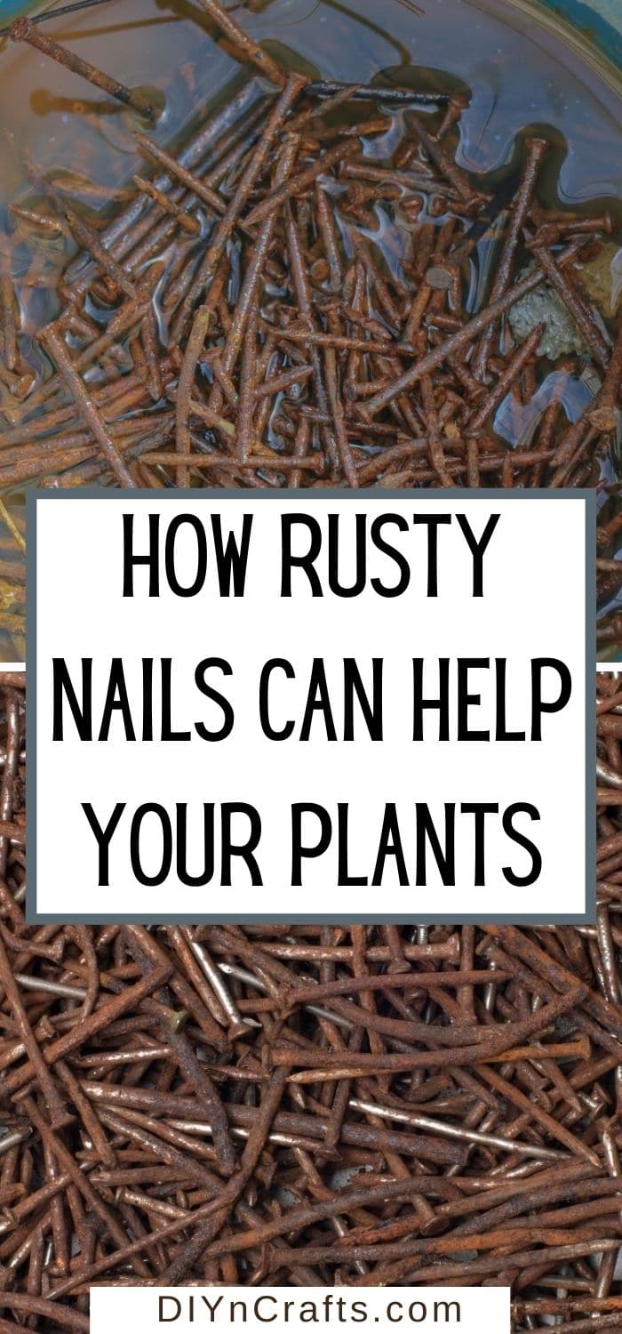 How Rusty Nails Can Help Your Plants