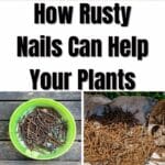 Wie rostige Nägel Ihren Pflanzen helfen können