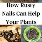 Wie rostige Nägel Ihren Pflanzen helfen können