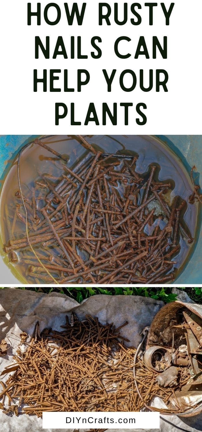 How Rusty Nails Can Help Your Plants