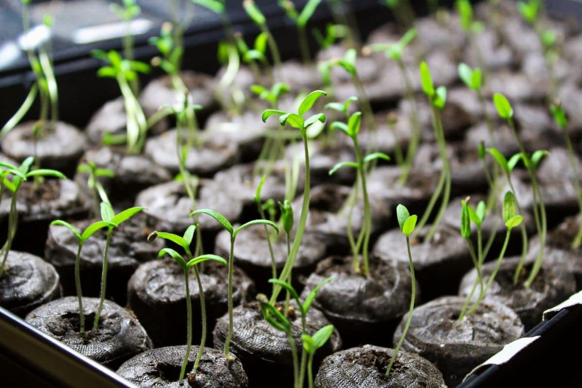 growing seedlings in circle soil blocks in a tray indoors