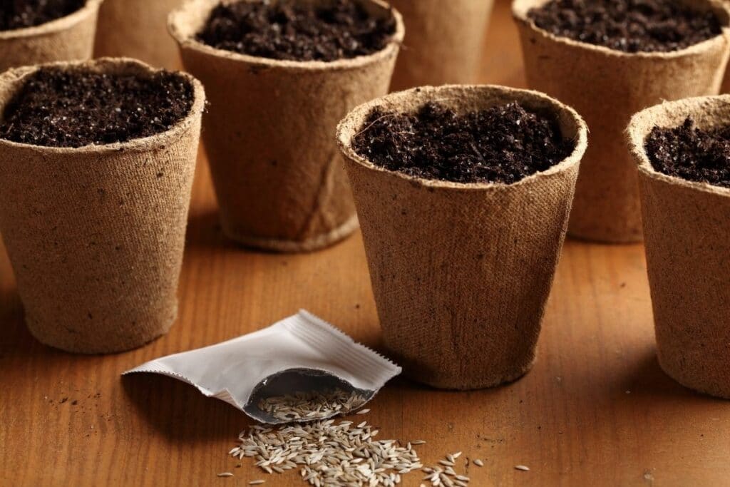 20 Most Common Seed Starting Mistakes and How to Avoid Them