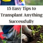 15 Transplanting Tips