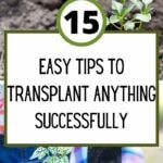 15 Transplanting Tips