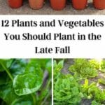 Gemüsecollage zum Anpflanzen im Spätherbst