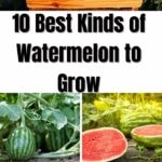 10 Best Kinds of Watermelon to Grow