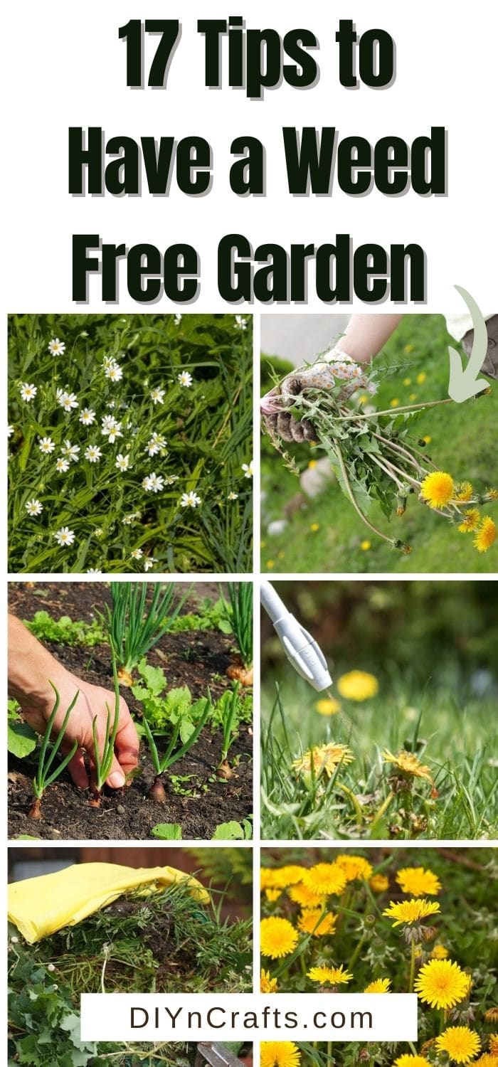 Tips to Have a Weed Free Garden