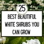 collage of best white shrubs