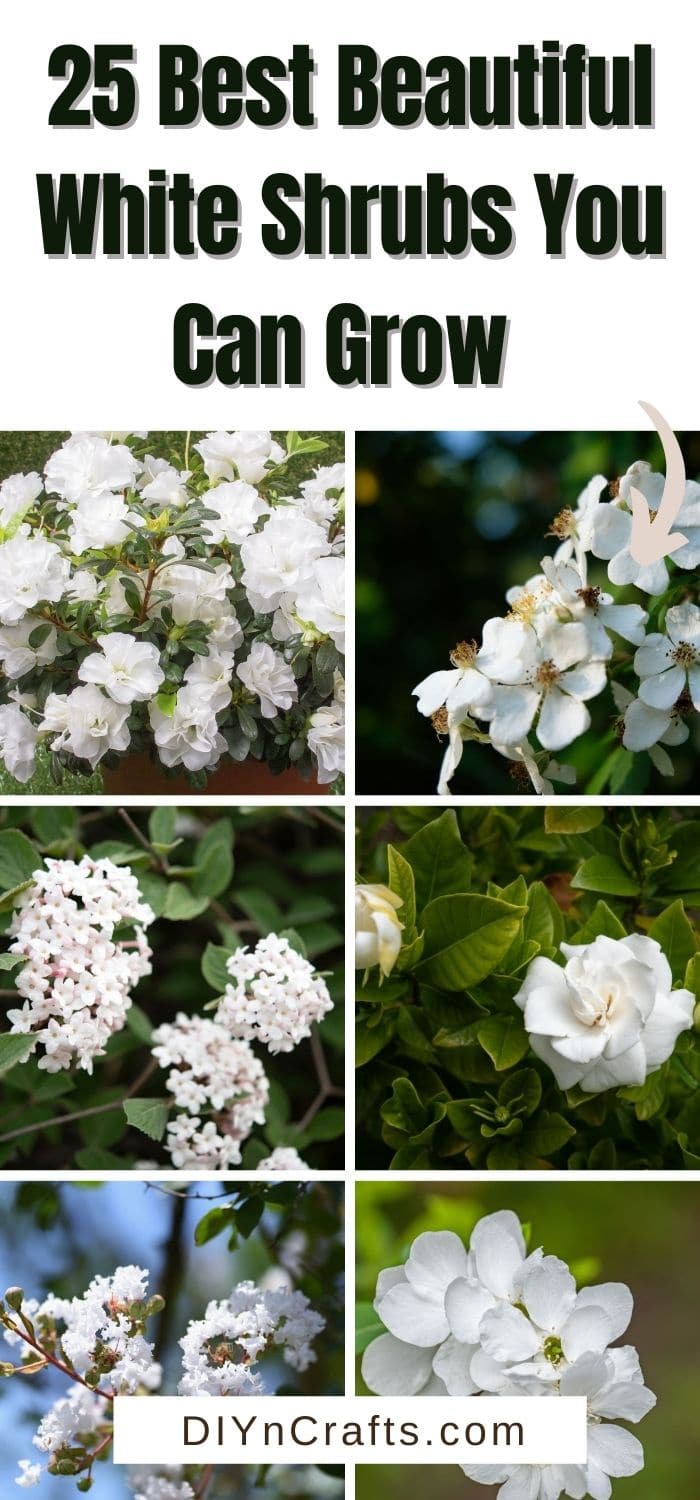 collage of best white shrubs
