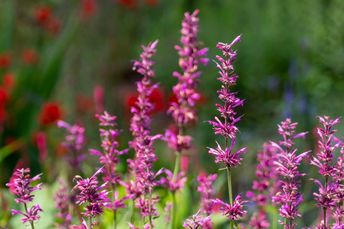 Agastache with purple flowers in the garden under the sun
