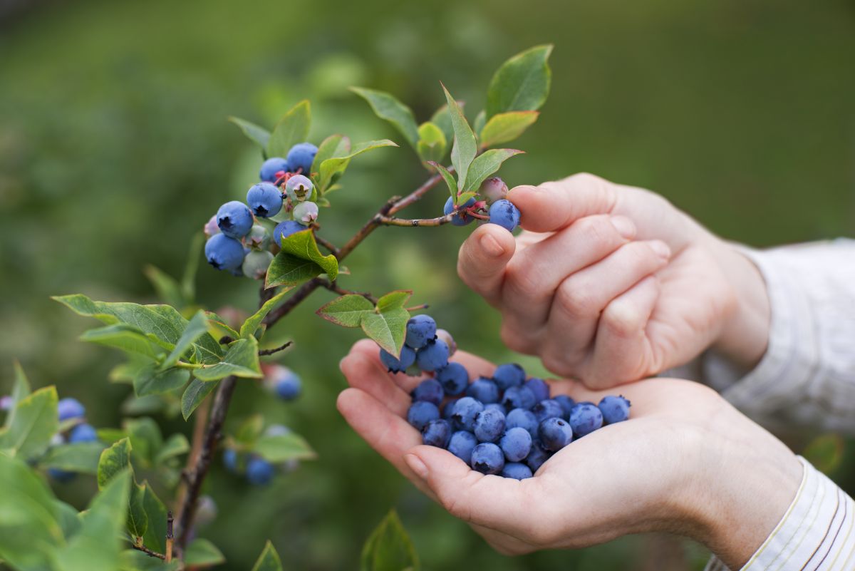 hand of a lady picking blueberries