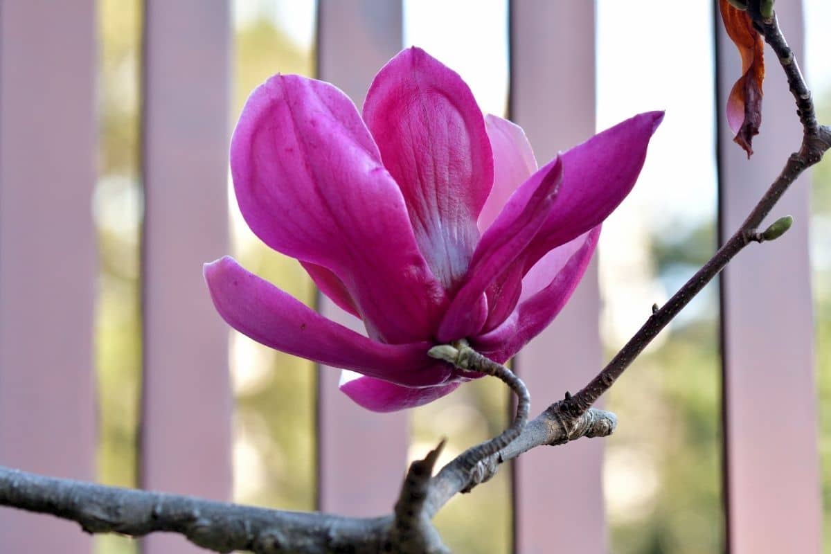 a branch of Magnolia with pink flower behind the fence