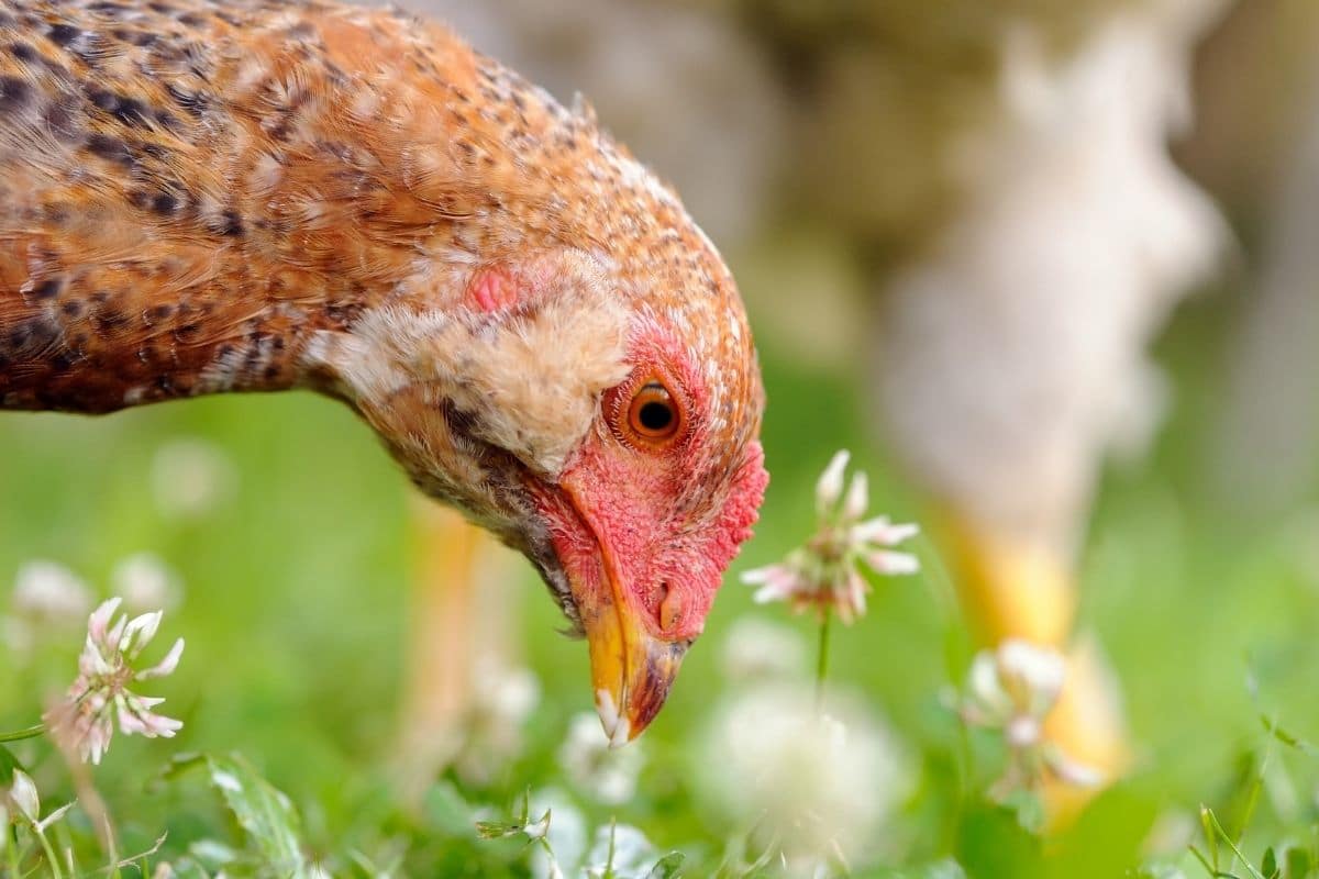 close up photo of a chicken eating weeds in the lawn