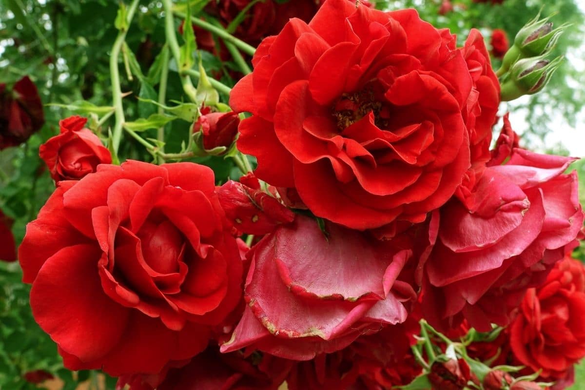 red roses blooming in the garden
