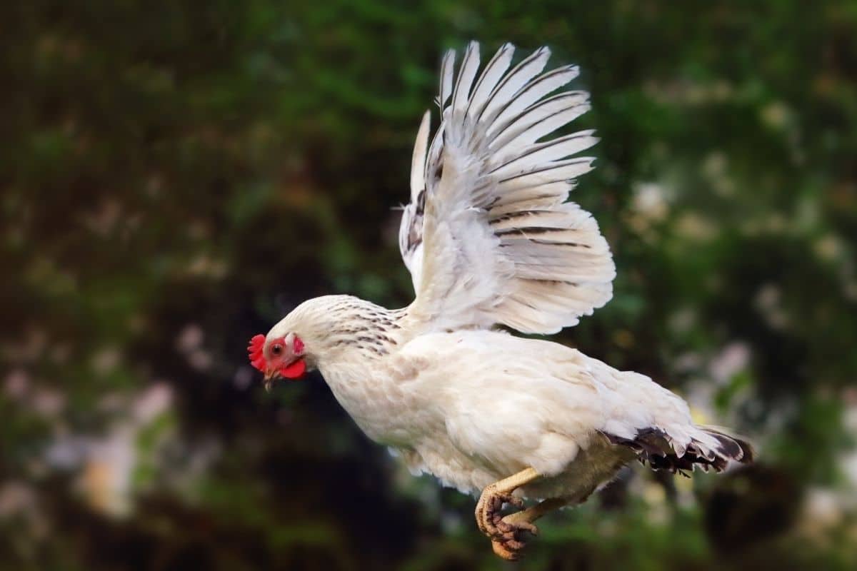a flying white chicken