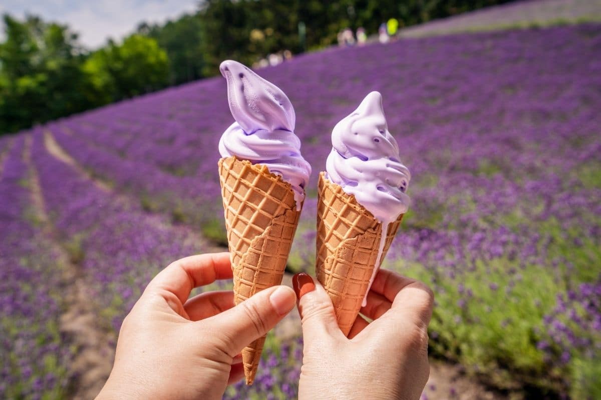hands of two ladies holding up a Lavender icecream in a cone with a Lavender field in the background