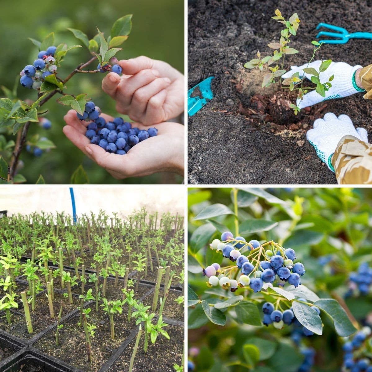 how to propating blueberry