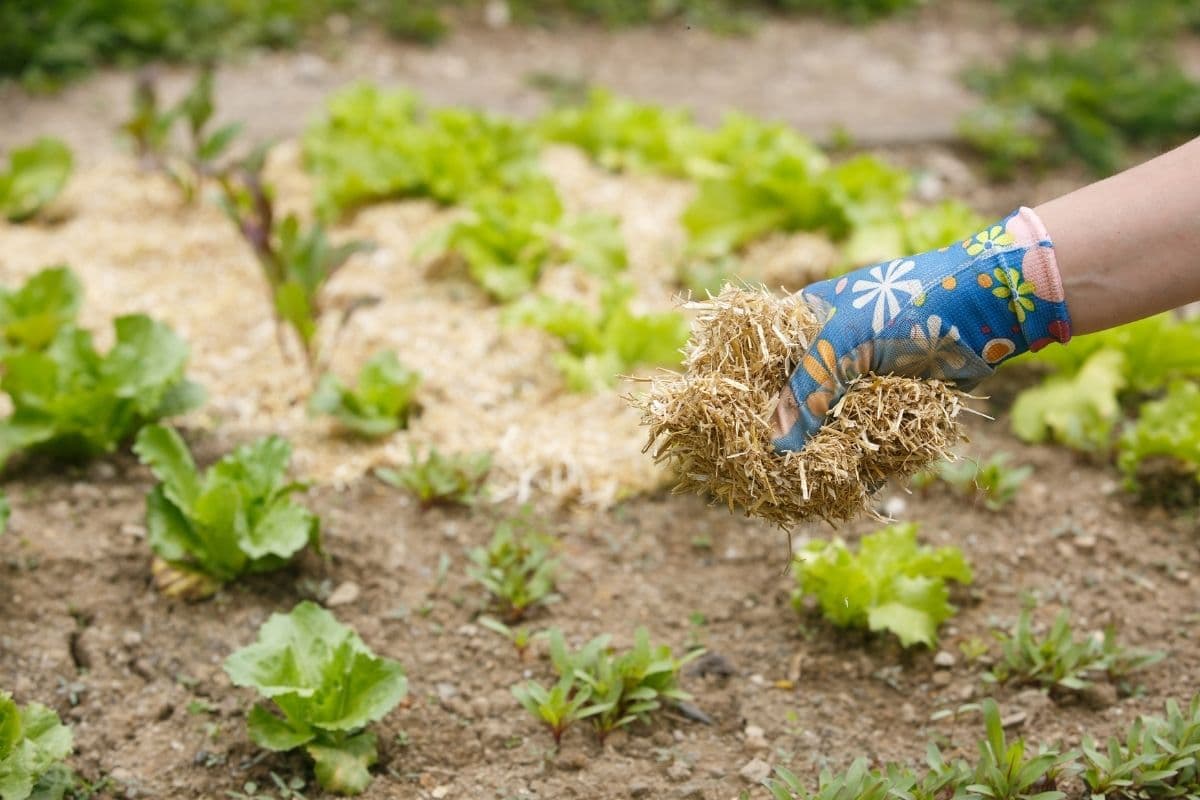 Hand eines Gärtners mit Handschuhen, der Mulch auf die Pflanzen verteilt