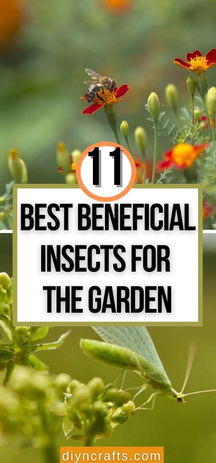11 Best Beneficial Insects for the Garden - DIY & Crafts