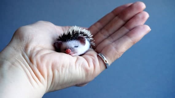 Tiny needle felted hedgehog Miniature hedgehog Felted | Etsy