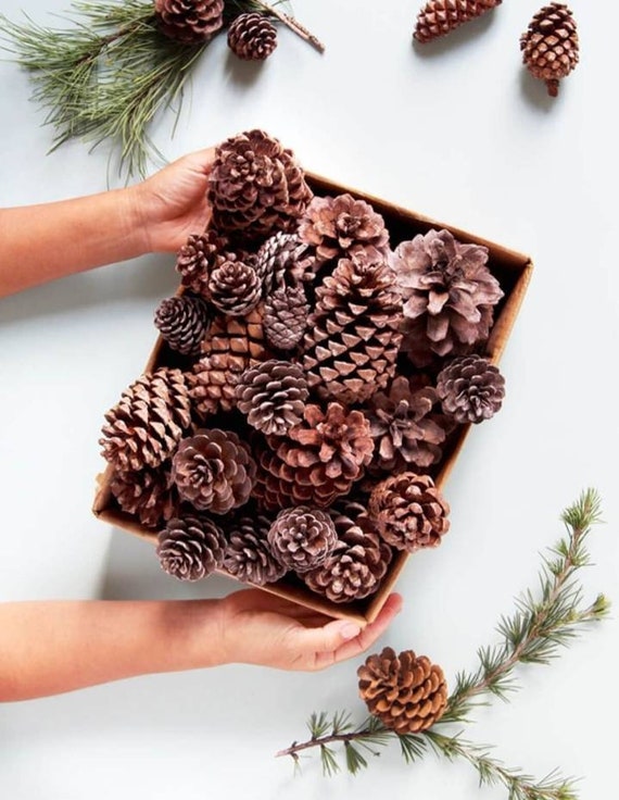 Decoration pinecone/tree cone winter decor/xmas tree christmas /gifts natural dried cone /autumn ornament decor/pine home diy hobby supplies