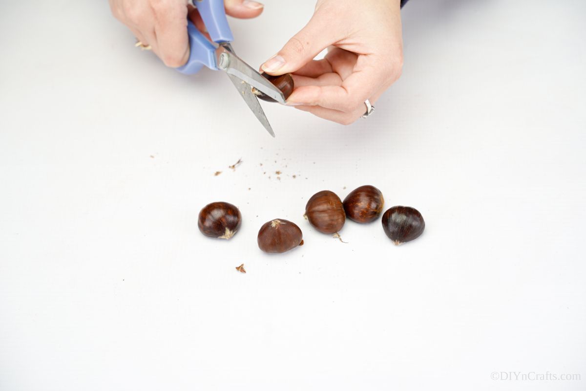 blue scissors being used to trim stems from nuts