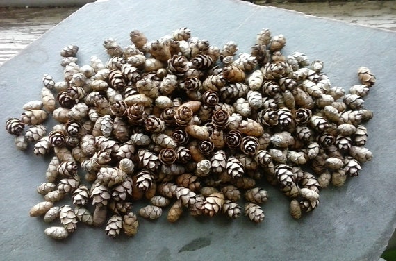100 Hemlock Tree Mini Pine Cones Seeds Miniatures Small | Etsy