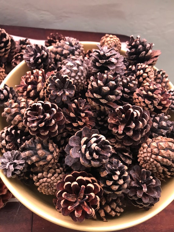 Small Colorful Ponderosa Pine Cones 30 | Etsy