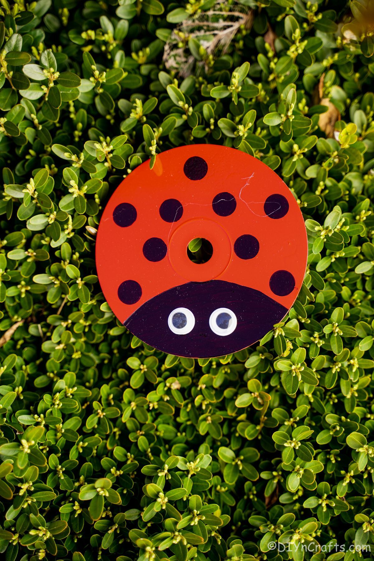 upcycled cd ladybug on clover