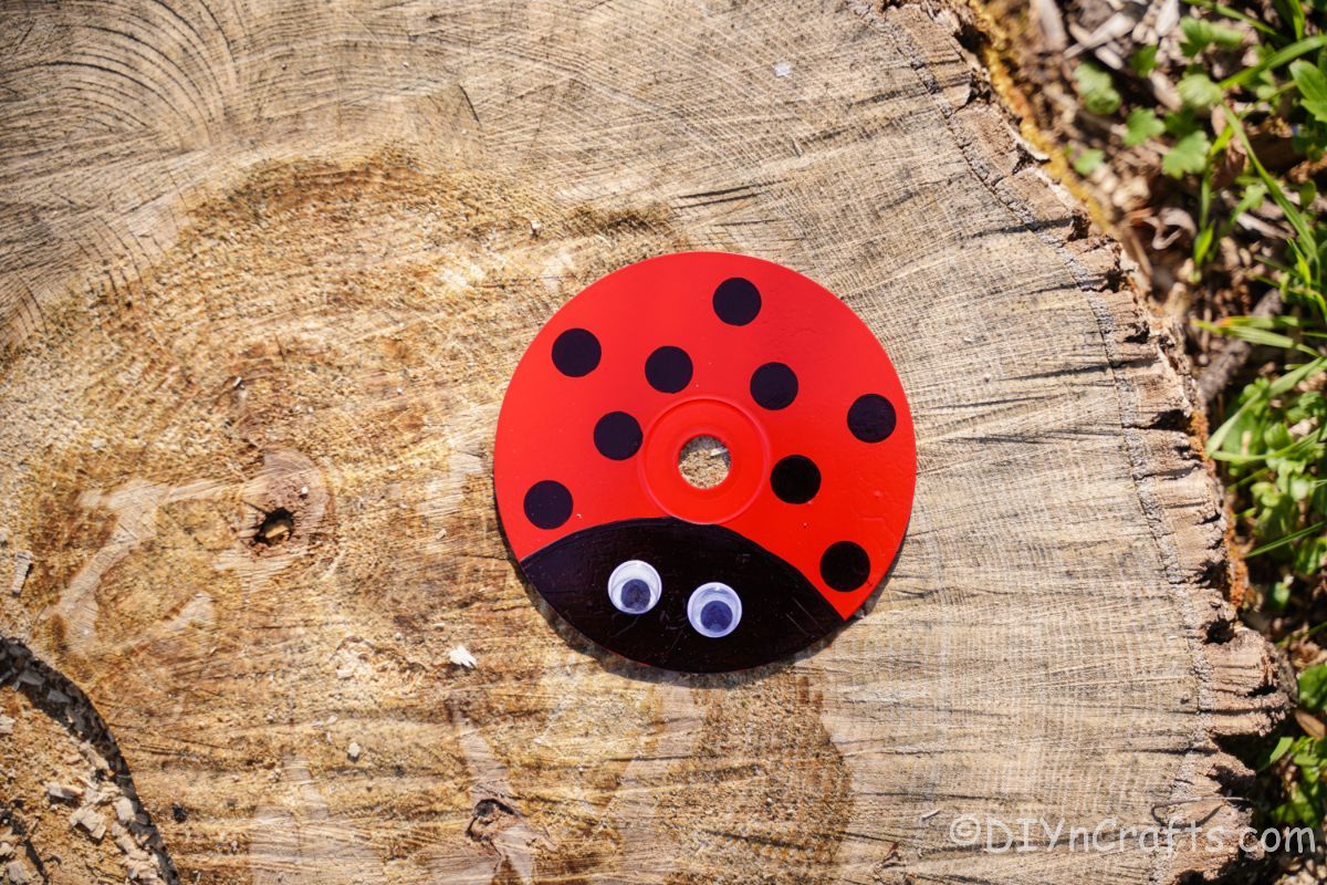 cd ladybug on top of wood