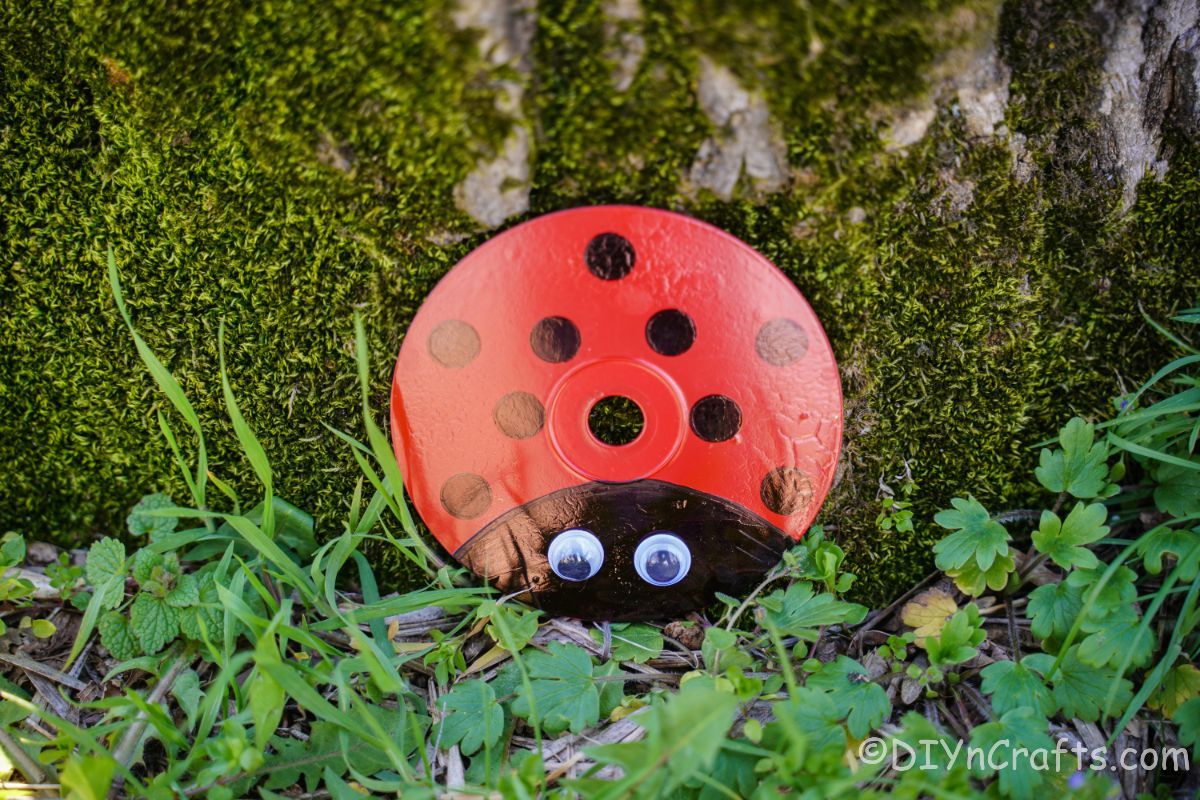 moss covered tree behind ladybug cd
