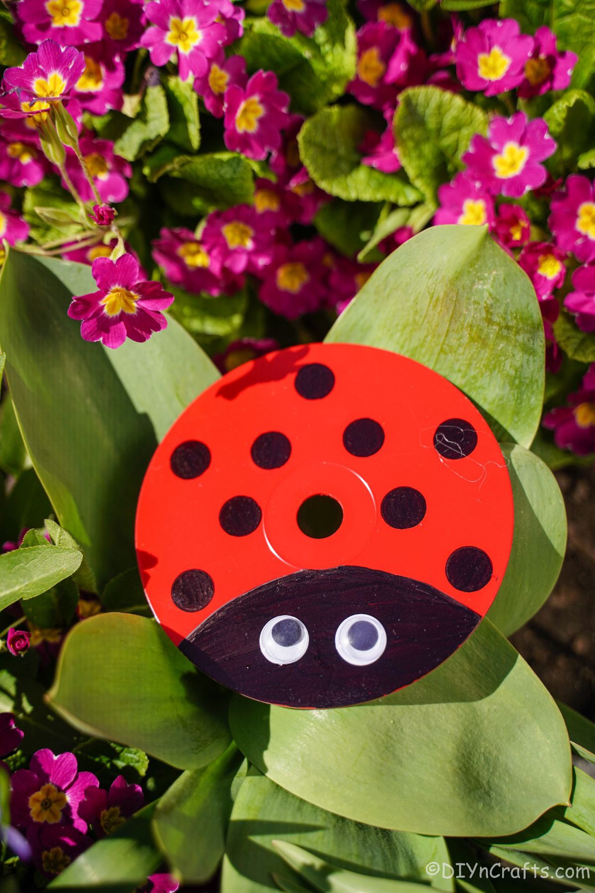 ladybug cd on greenery