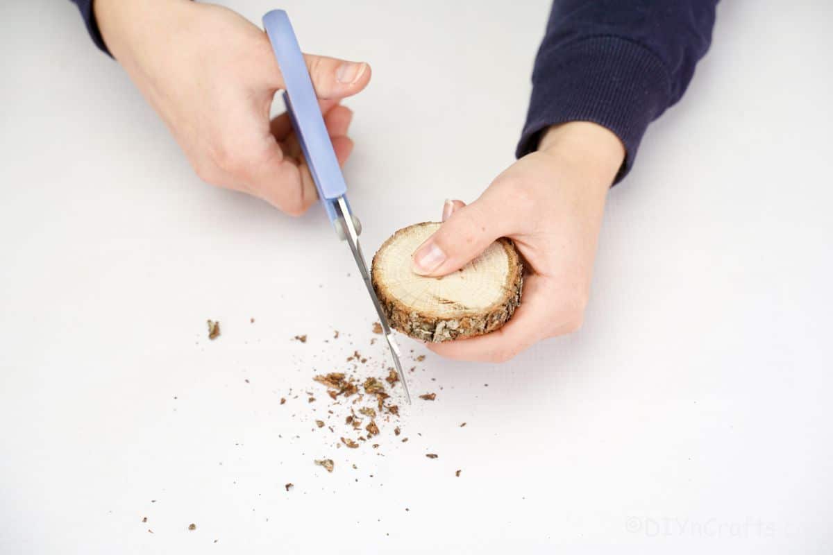 hand holding blue scissors to trim bark off of wood slice