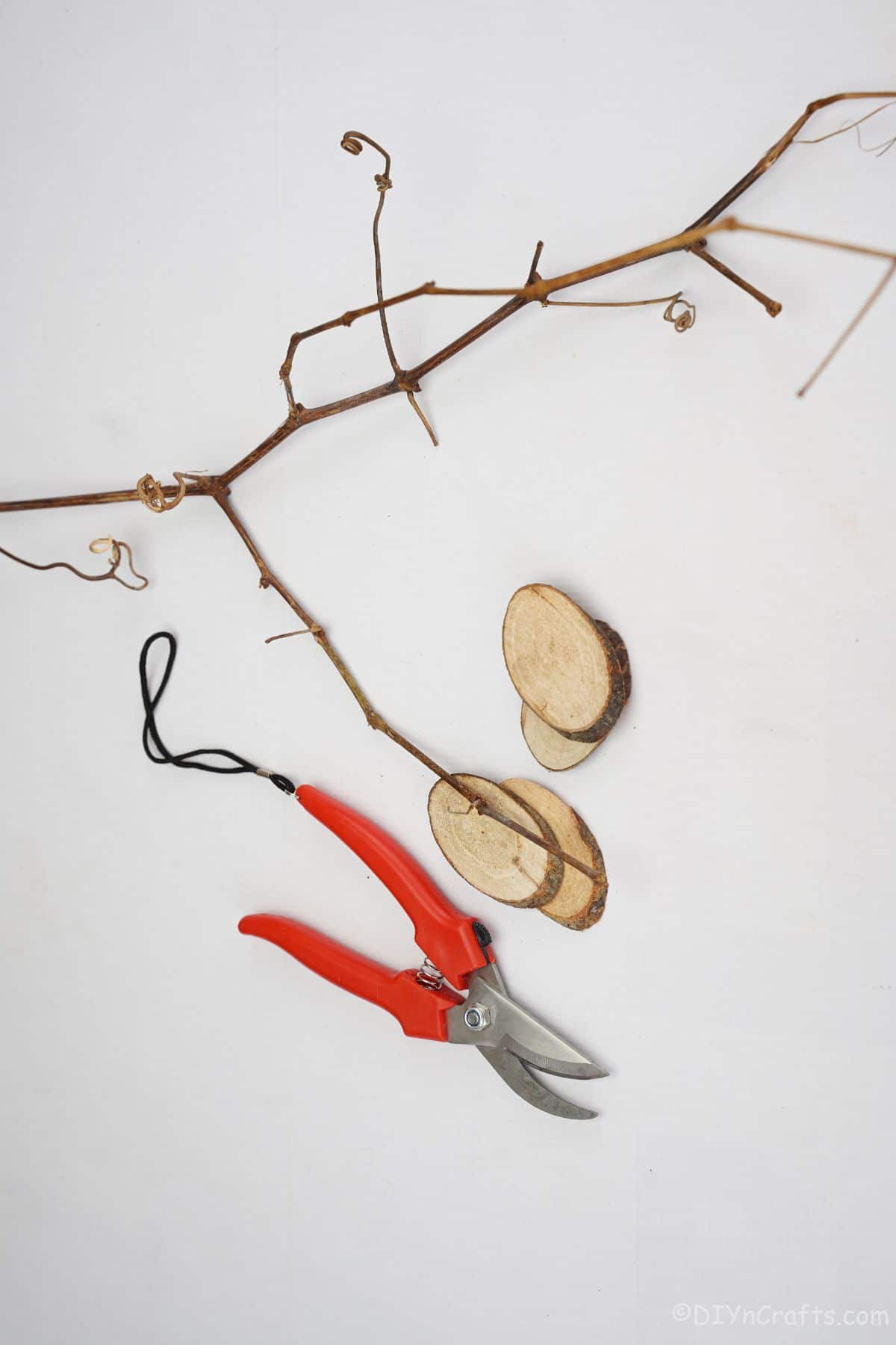 branch wood slice and pruning sheers on white table