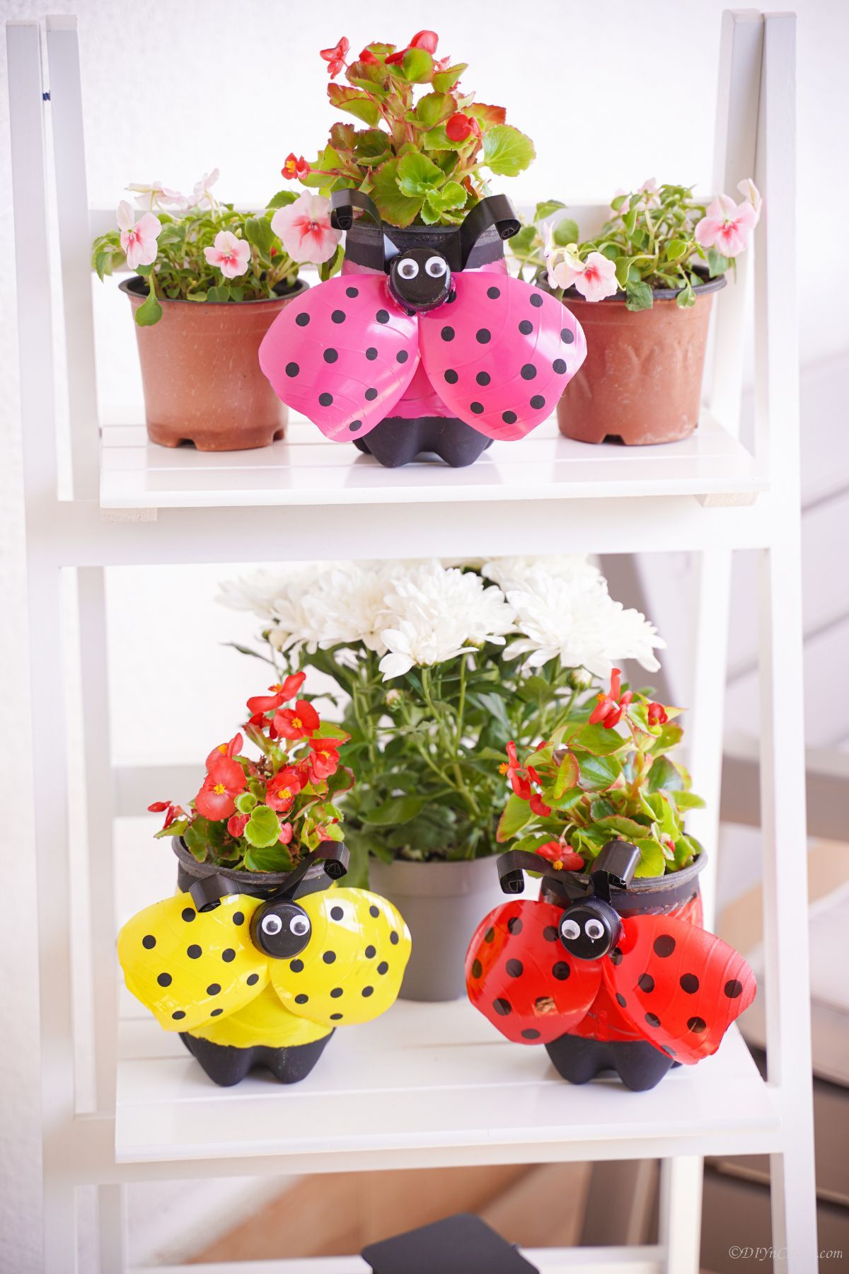pink yellow and red ladybug planters on white shelf