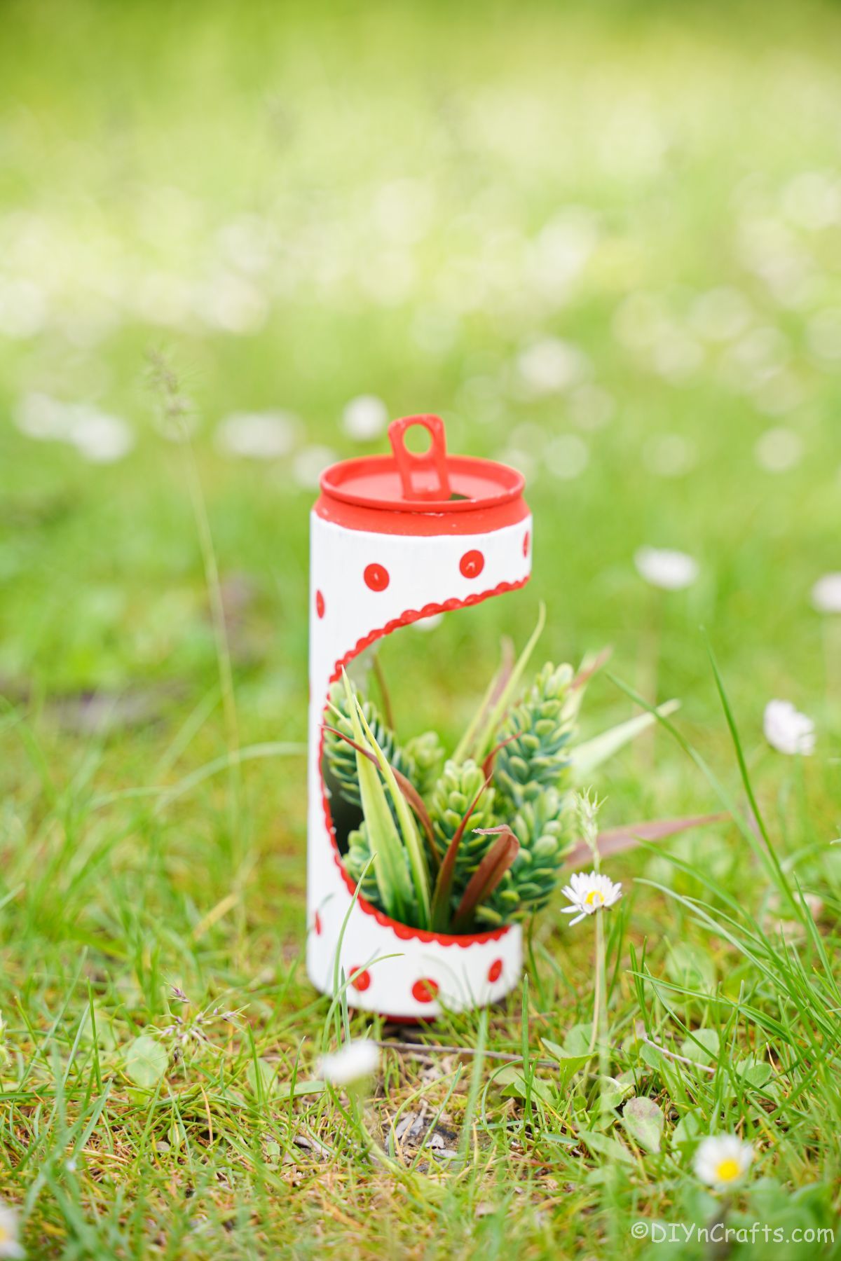 red and white painted soda can planter with succulents