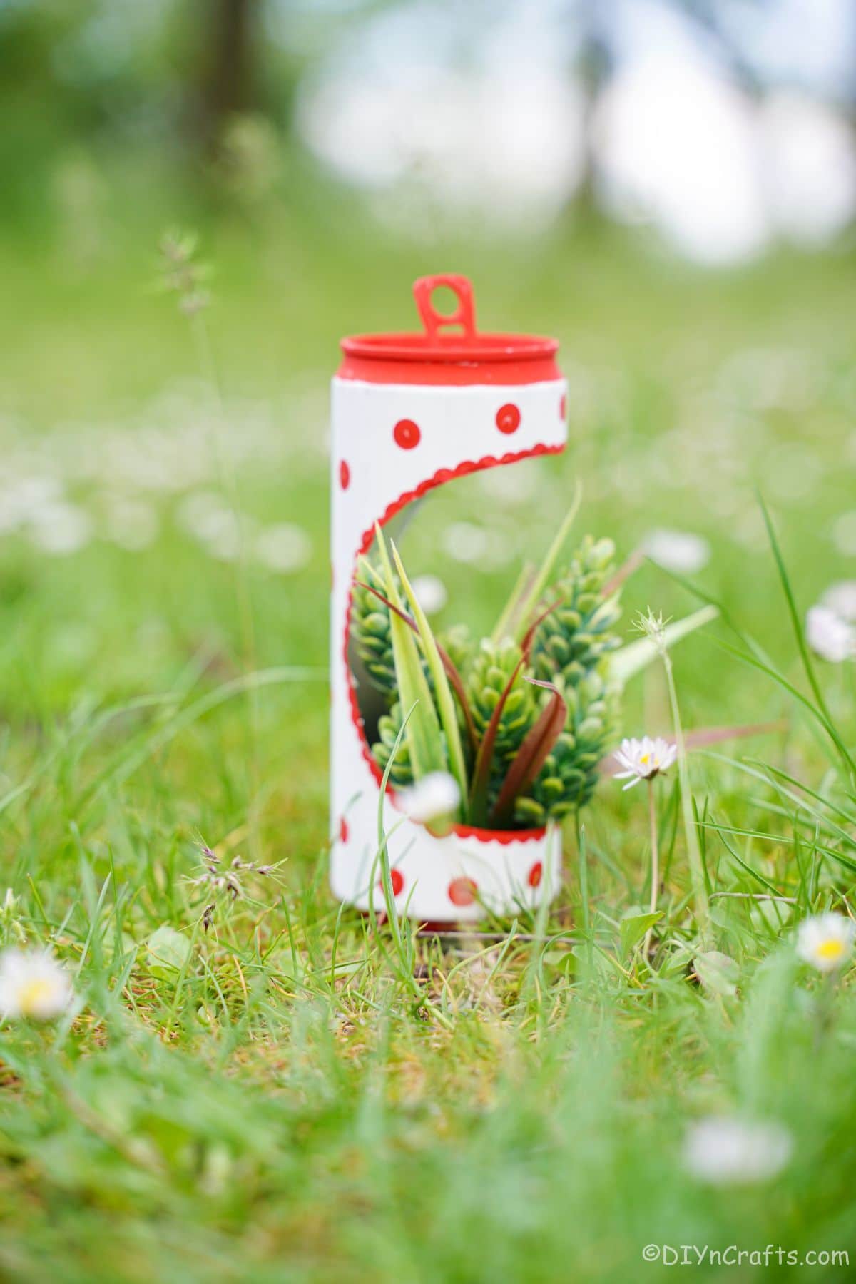 succulent planter made of soda can on grass