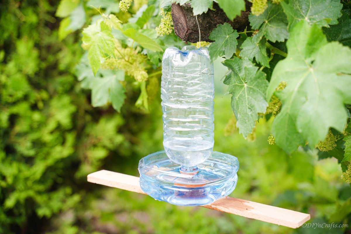 bird water feeder on tree with wood base