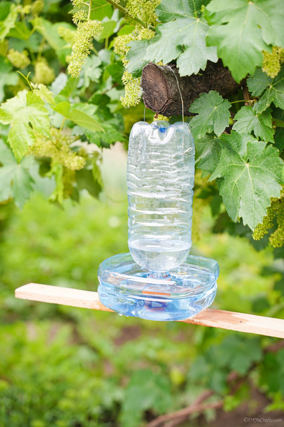 upcycled plastic bottle bird water feeder hanging in tree