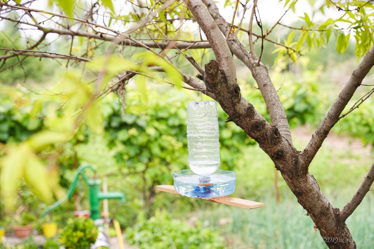 tree holding plastic bottle bird waterer