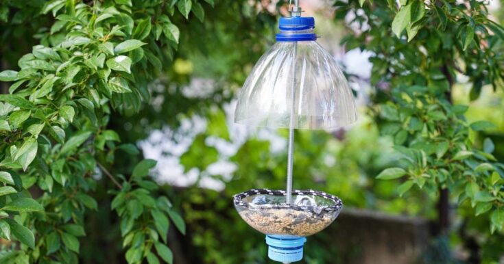 plastic bottle bird feeder in tree