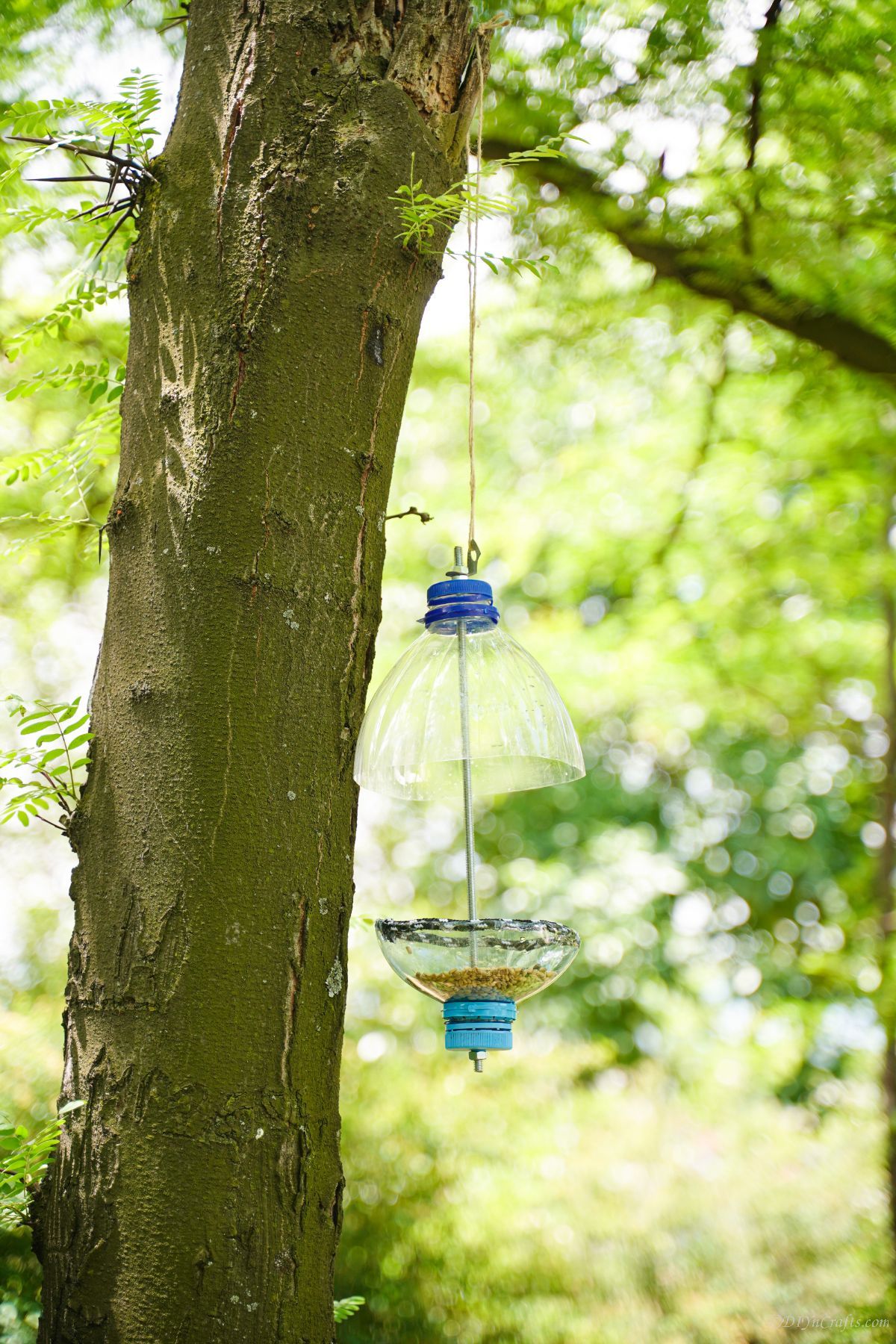 DIY bottle bird feeder in tree 