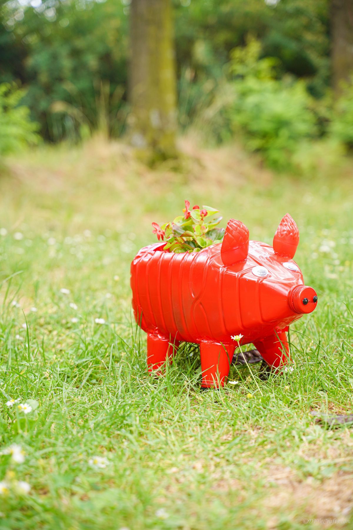red pig planter with red flowers on grass