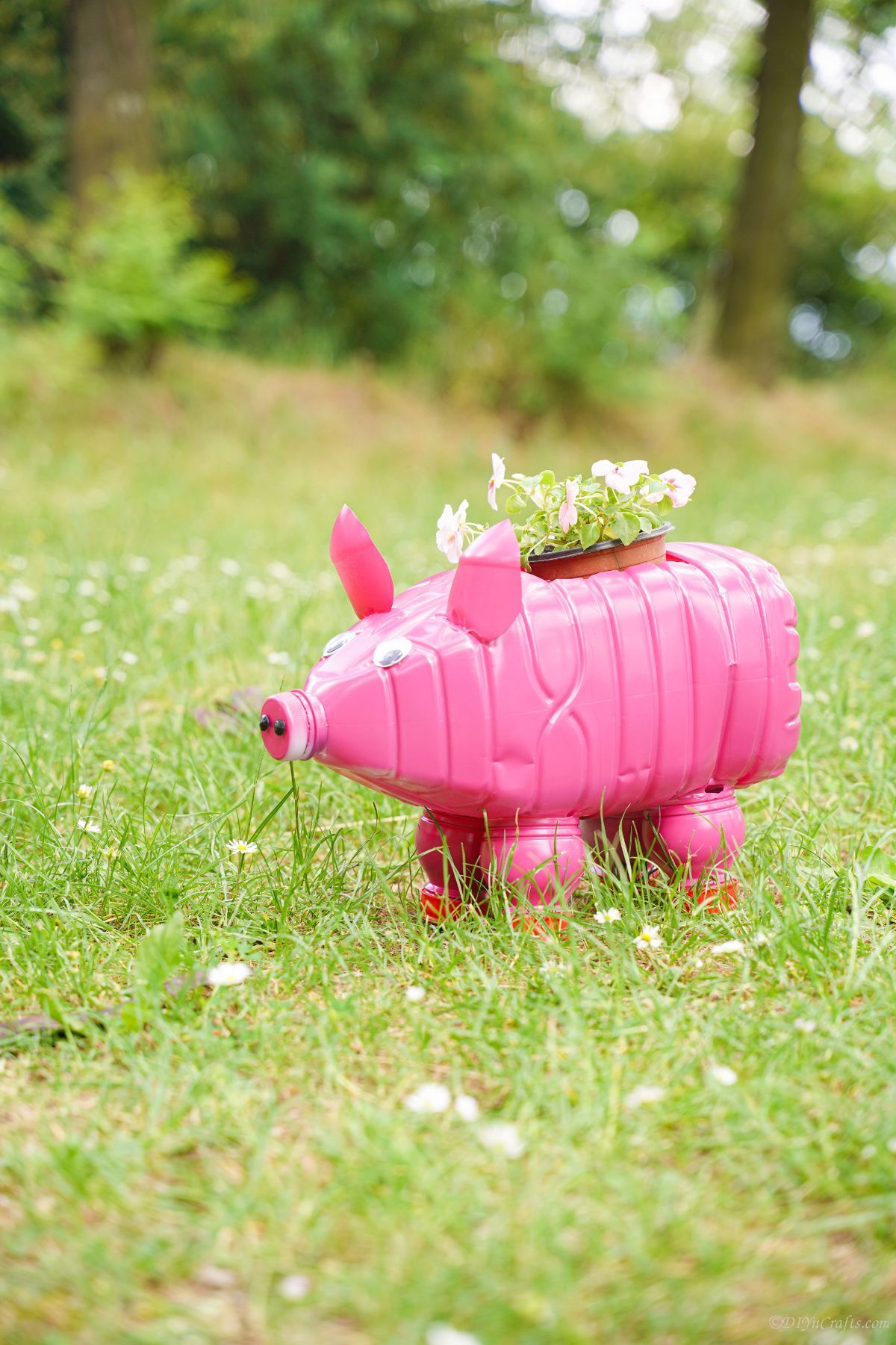 pink pig planter with white flowers n yard