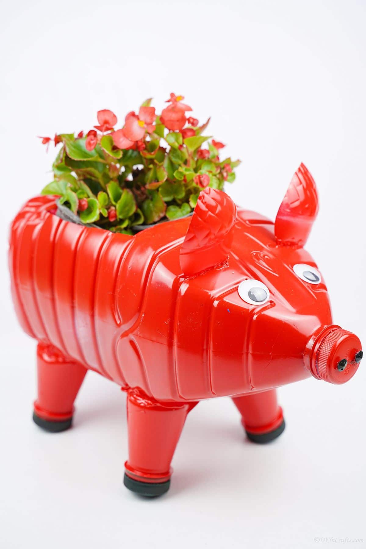 red plastic bottle planter in shape of pig on white table