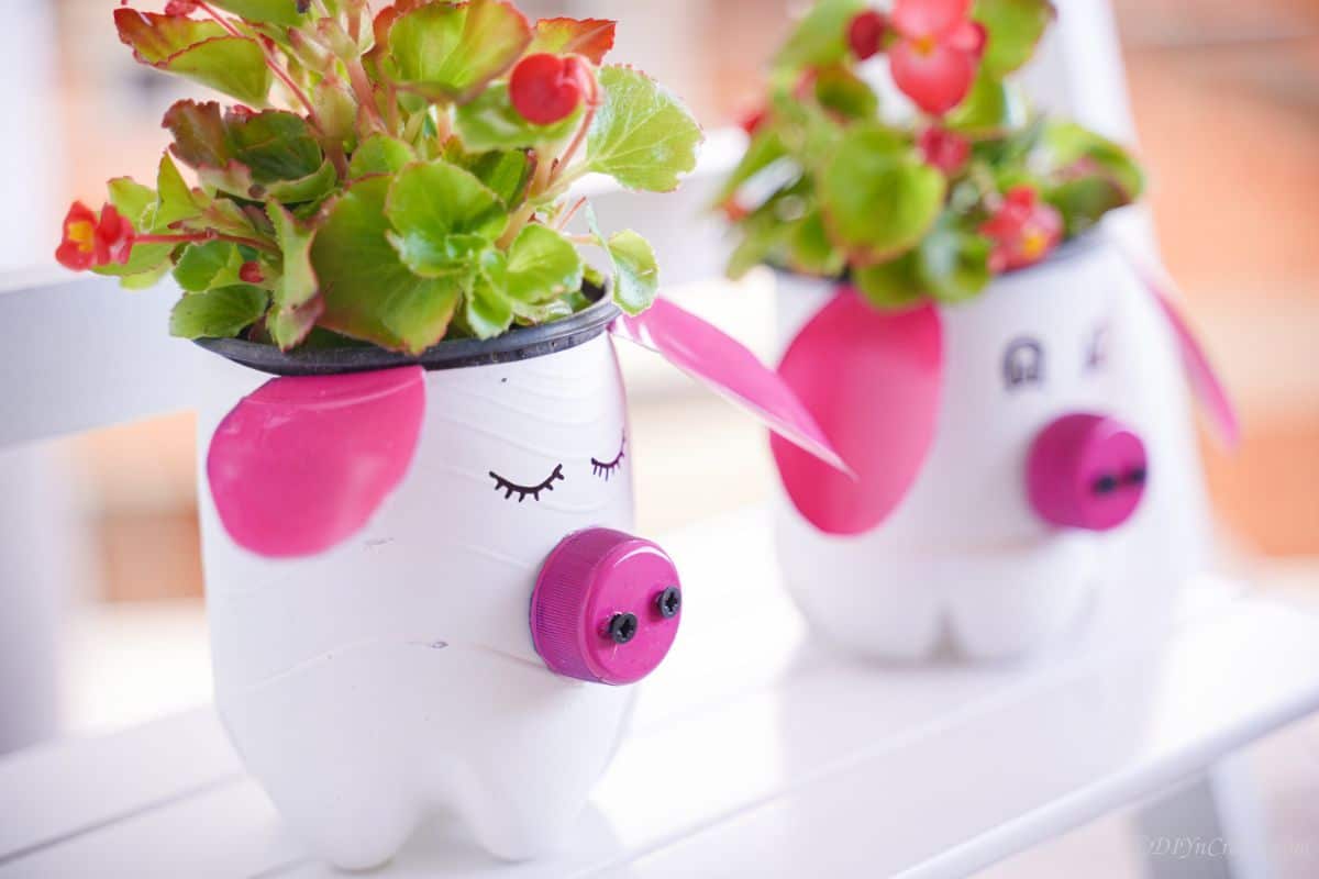 pig plantes on shelf with red flowers