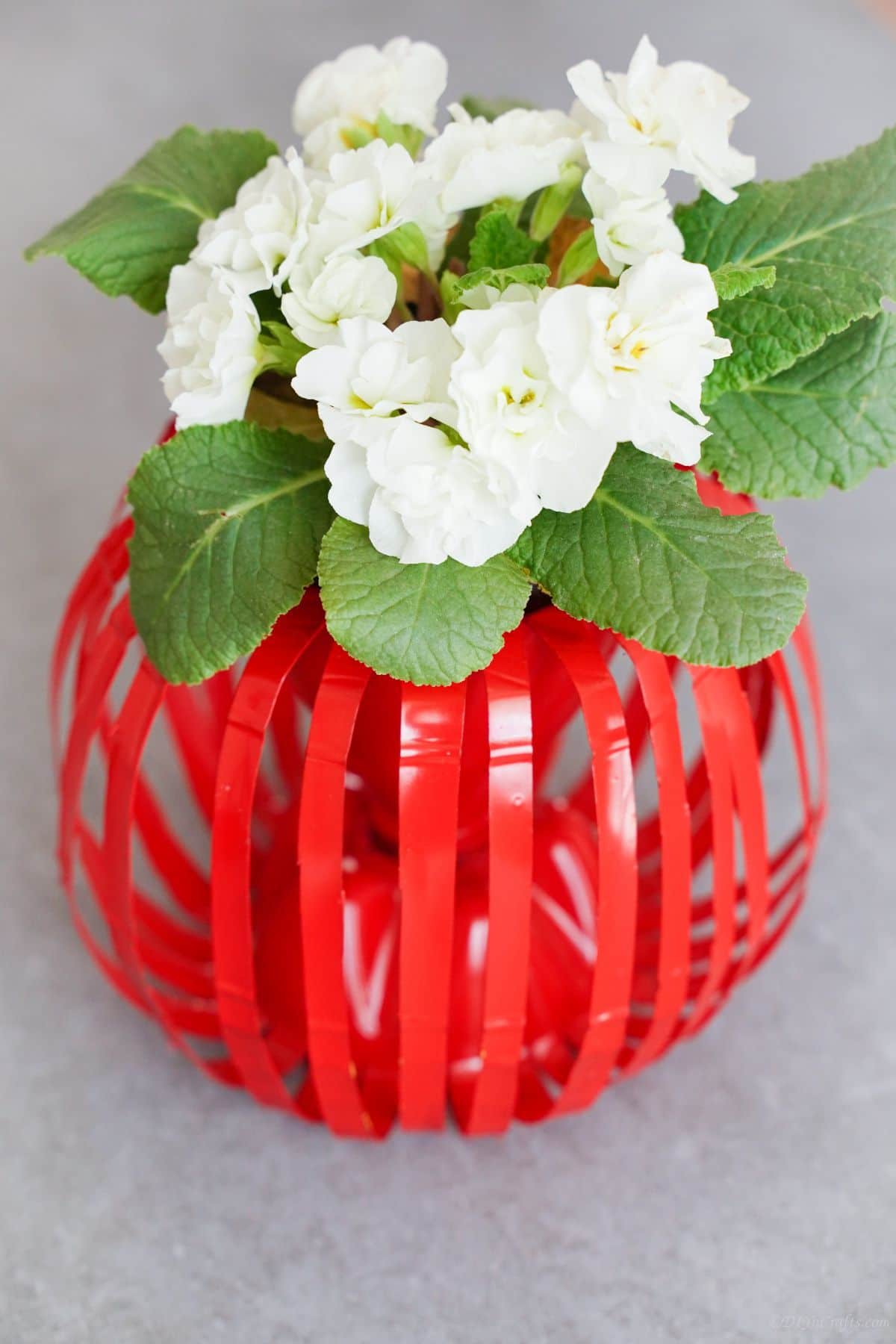 red plastic bottle planter globe with white flowers on gray table