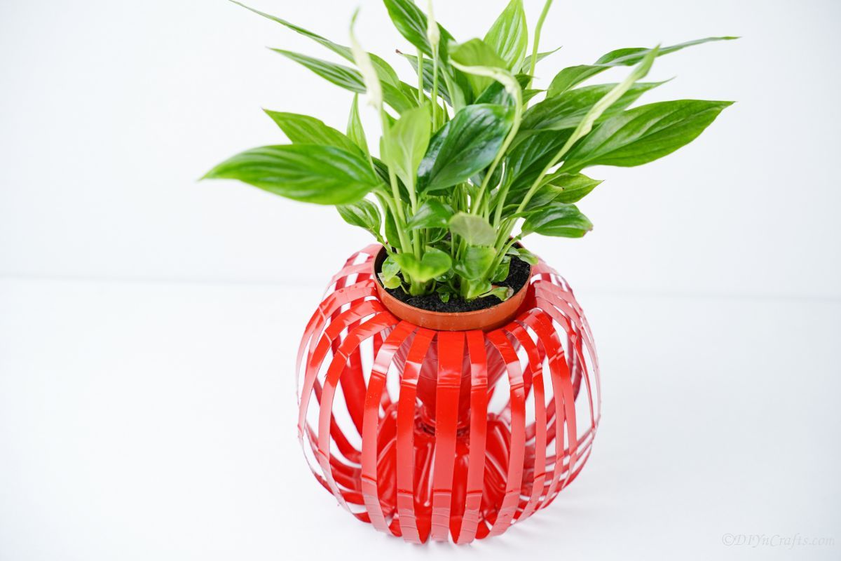 red plastic bottle planter on white table with green plant