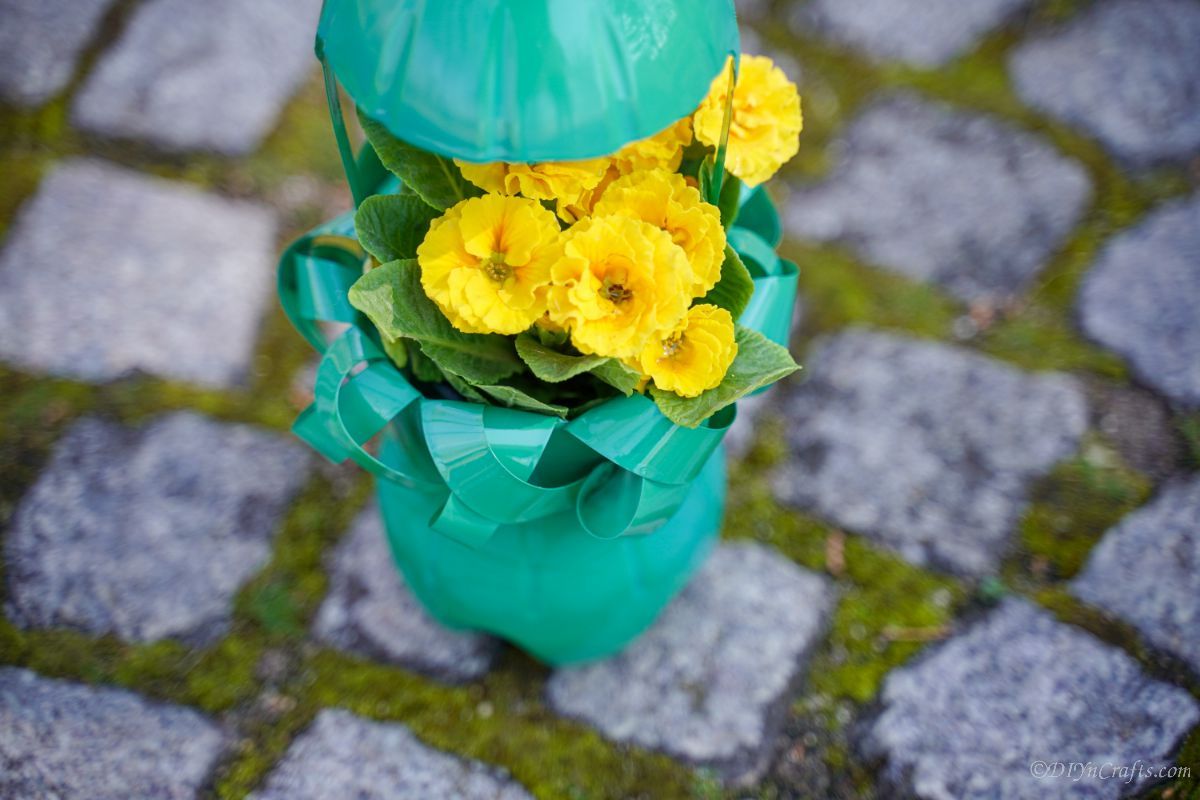 yellow flowers inside green plastic bottle planter on rock